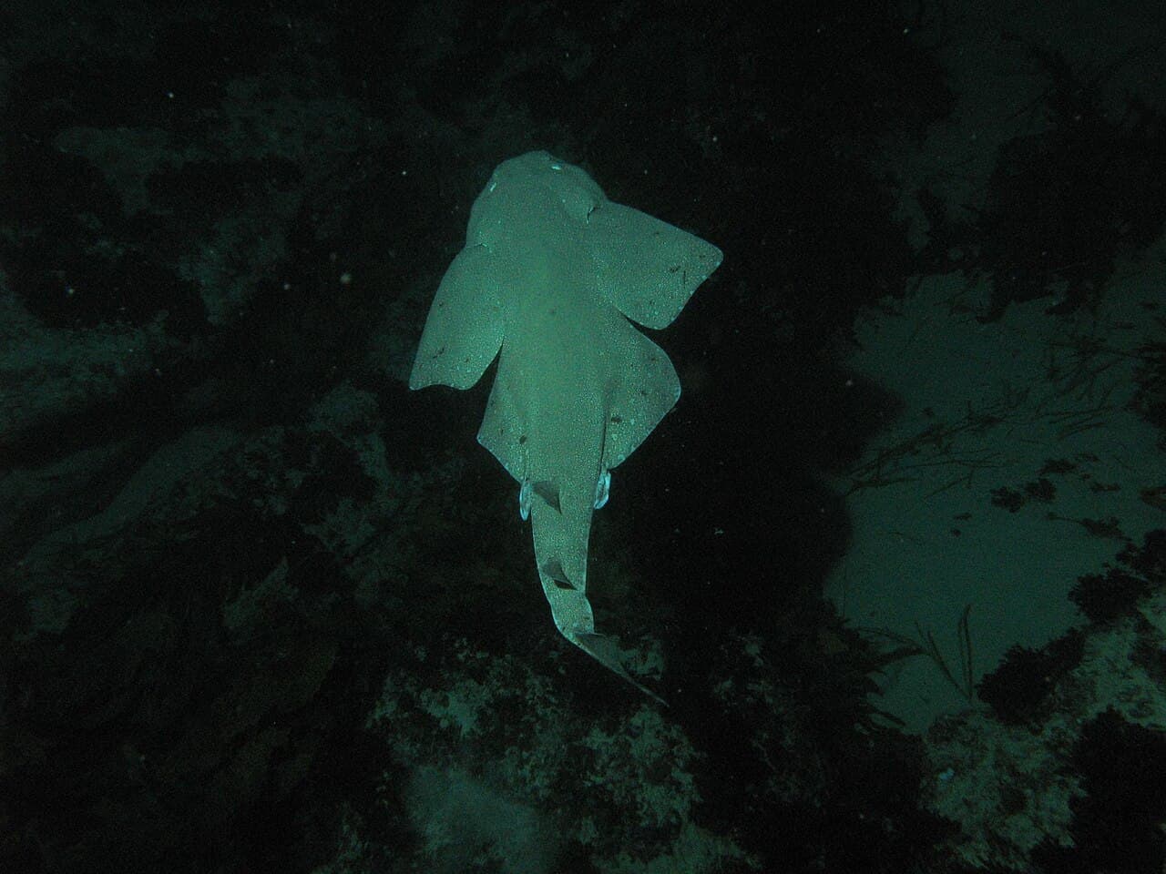 Unknown species