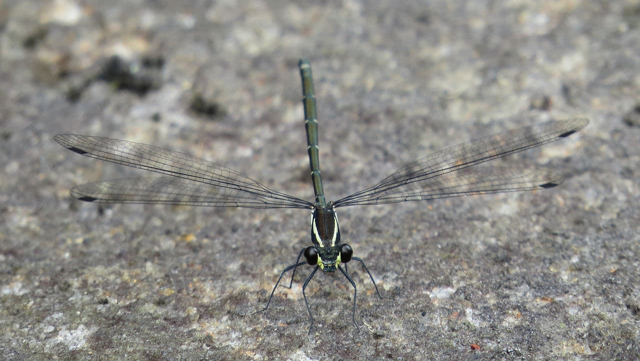 Australian Damsel (Pomacentrus australis)