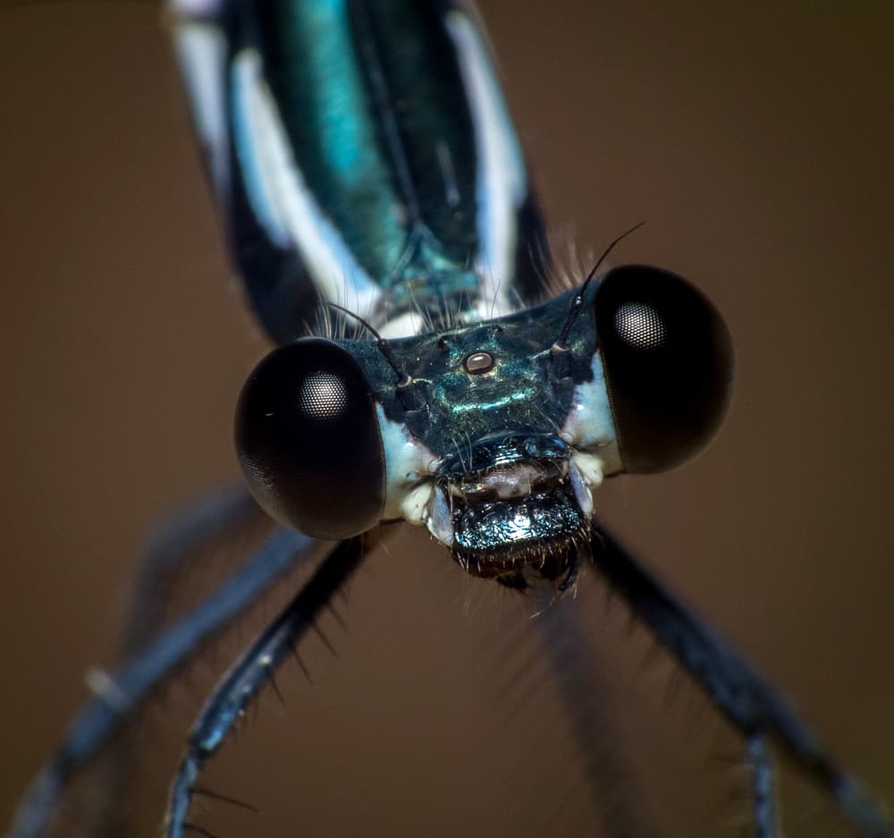 Australian Damsel (Pomacentrus australis)