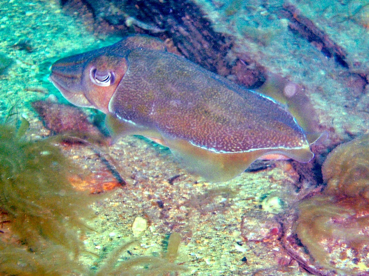 Australian Giant Cuttlefish