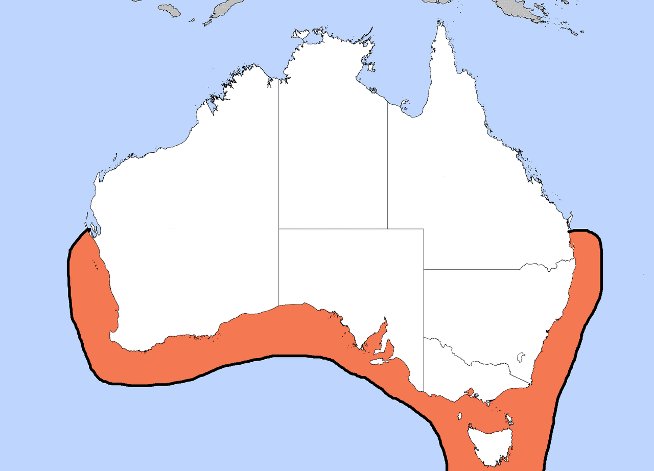Australian Giant Cuttlefish (Ascarosepion apama)