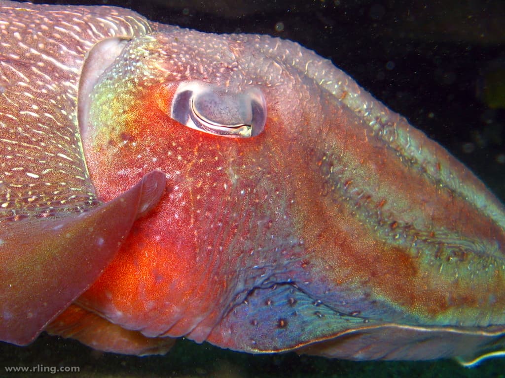 Australian Giant Cuttlefish (Ascarosepion apama)