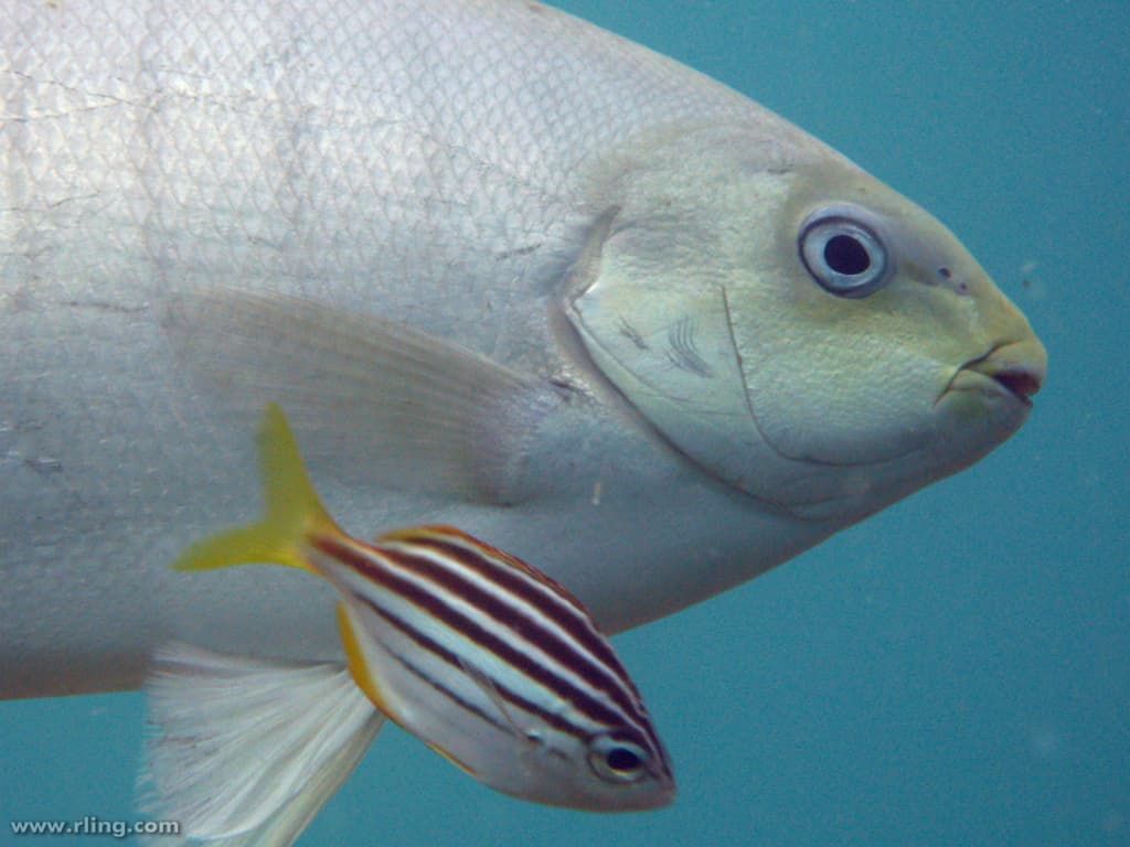 Australian Mado (Atypichthys strigatus)