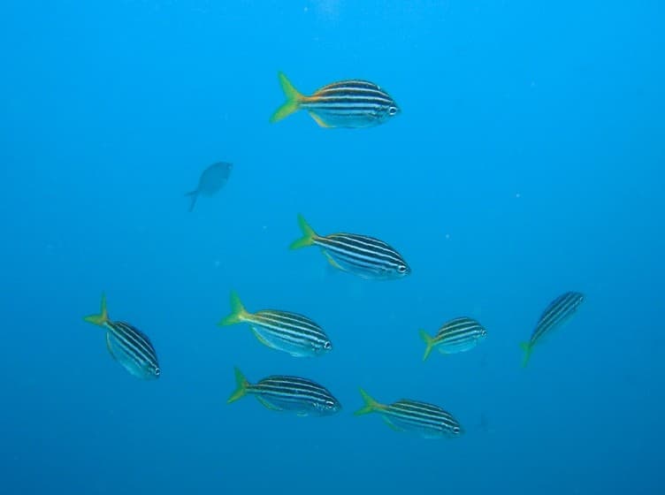 Australian Mado (Atypichthys strigatus)