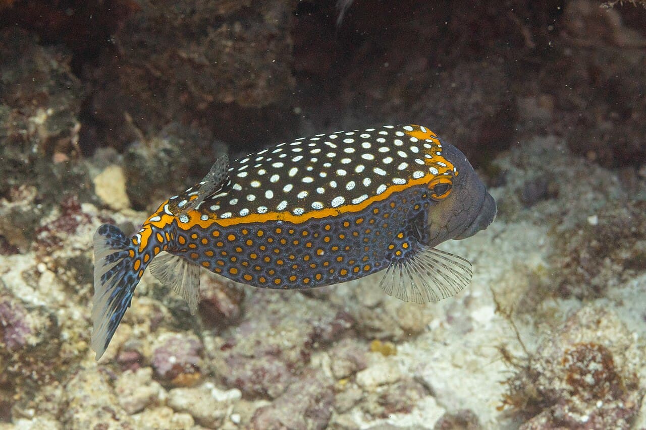 Black Boxfish