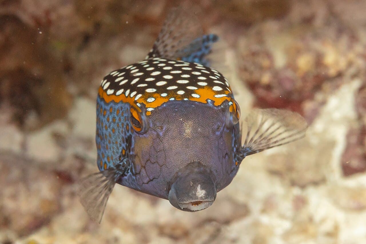 Black Boxfish (Ostracion meleagris)