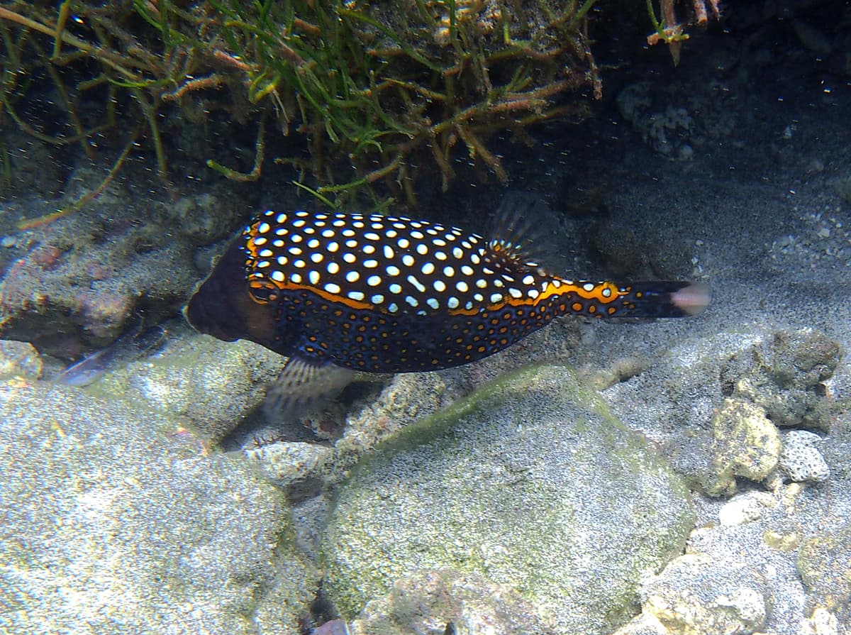 Black Boxfish (Ostracion meleagris)