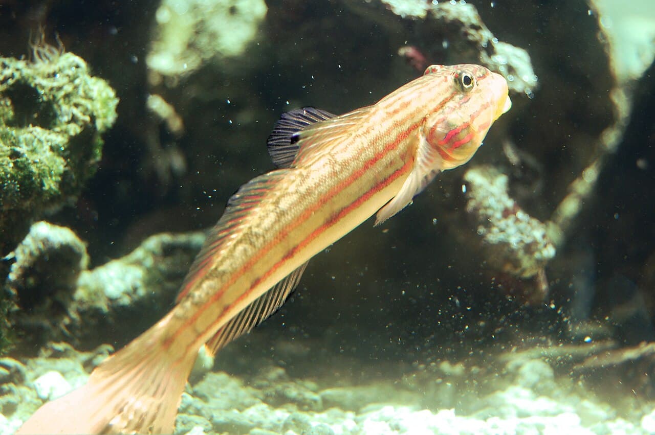 Blacklined Glidergoby