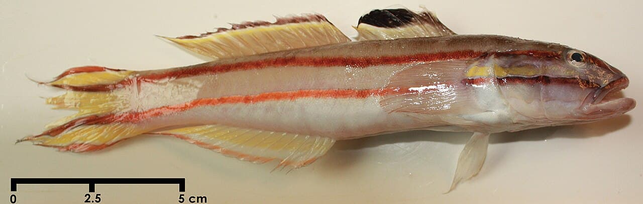 Blacklined Glidergoby (Valenciennea helsdingenii)