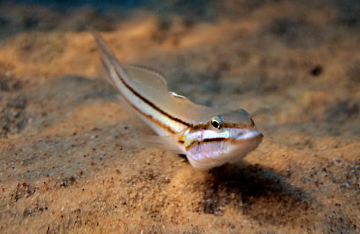 Blacklined Glidergoby (Valenciennea helsdingenii)
