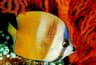 Blacklip Butterflyfish