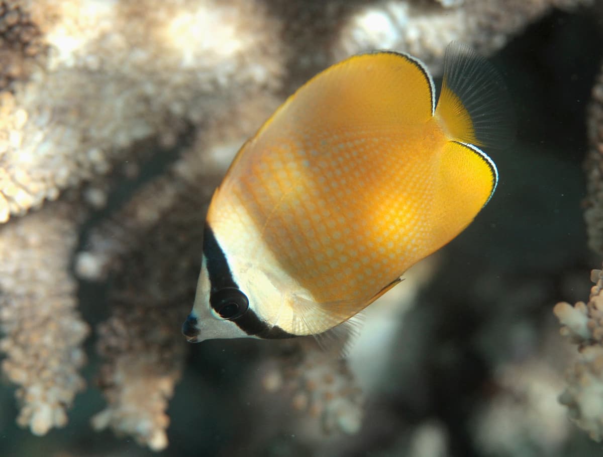 Blacklip Butterflyfish (Chaetodon kleinii)