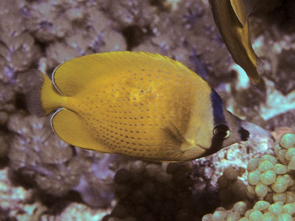 Blacklip Butterflyfish (Chaetodon kleinii)