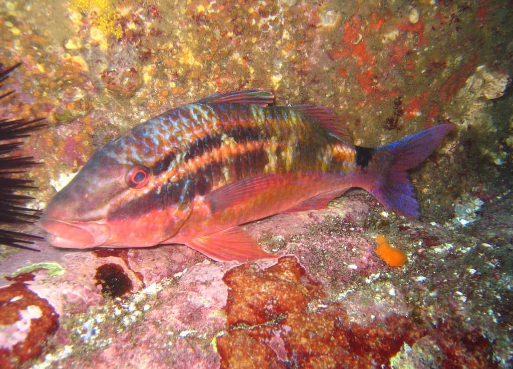 Blacksaddle Goatfish