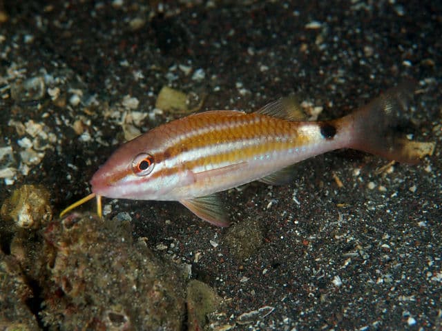 Blacksaddle Goatfish (Parupeneus spilurus)