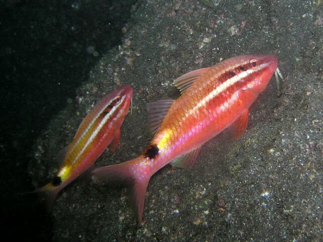 Blacksaddle Goatfish (Parupeneus spilurus)