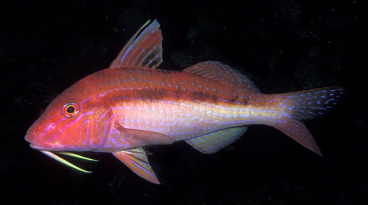 Bluestriped Goatfish (Upeneichthys lineatus)