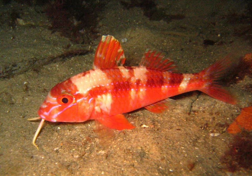 Bluestriped Goatfish (Upeneichthys lineatus)