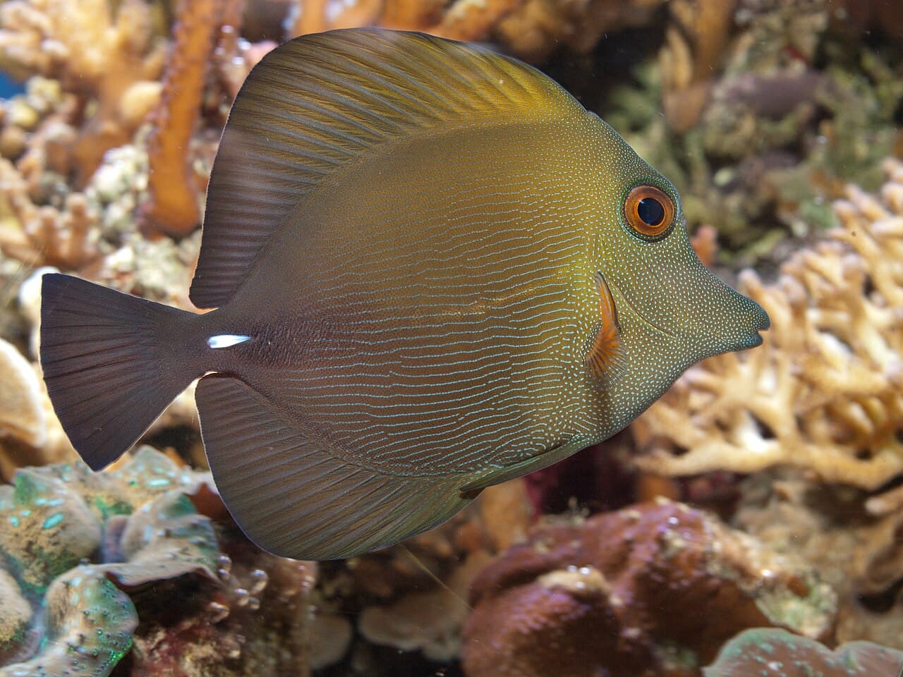 Brown Tang