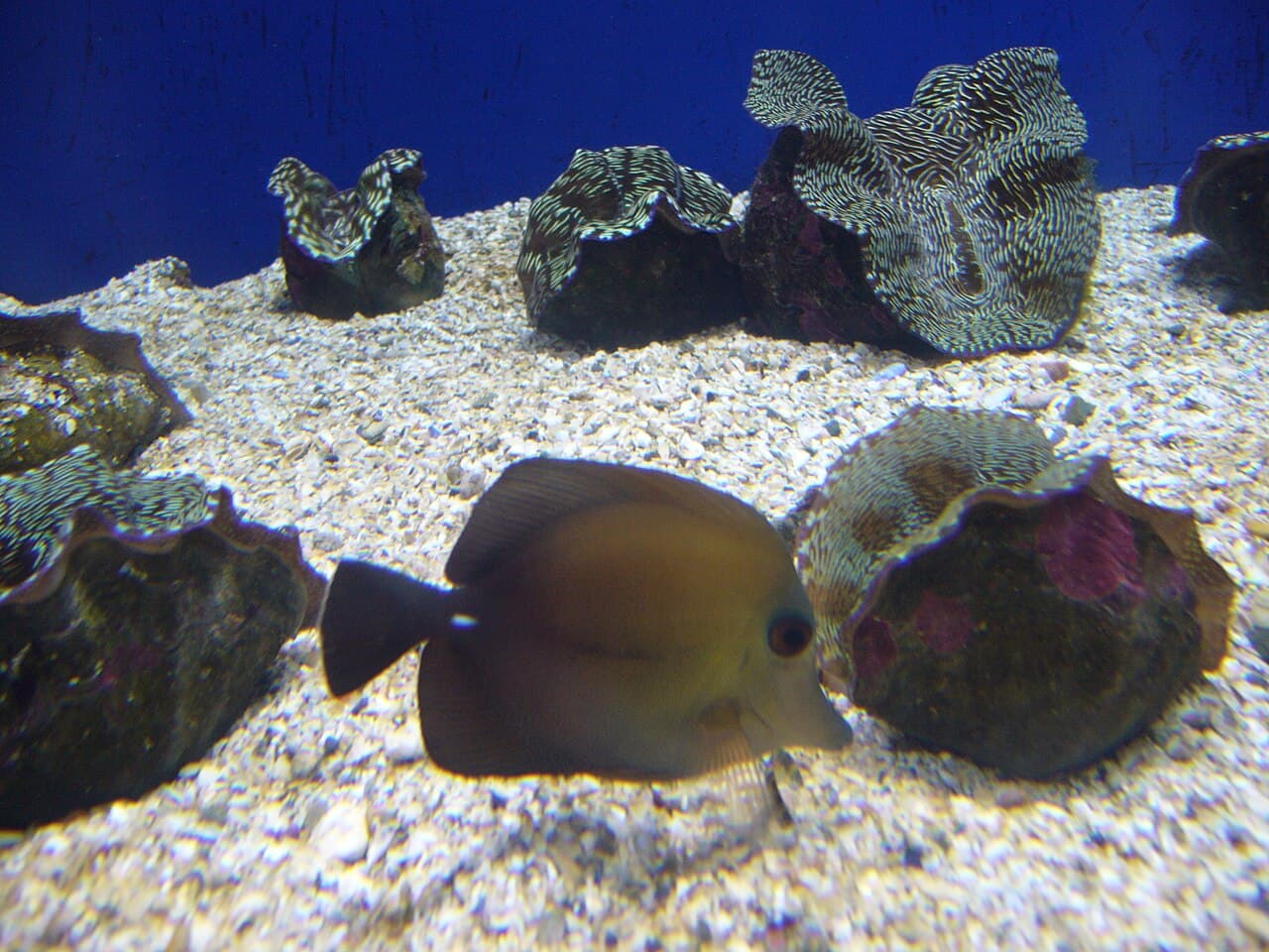 Brown Tang (Zebrasoma scopas)