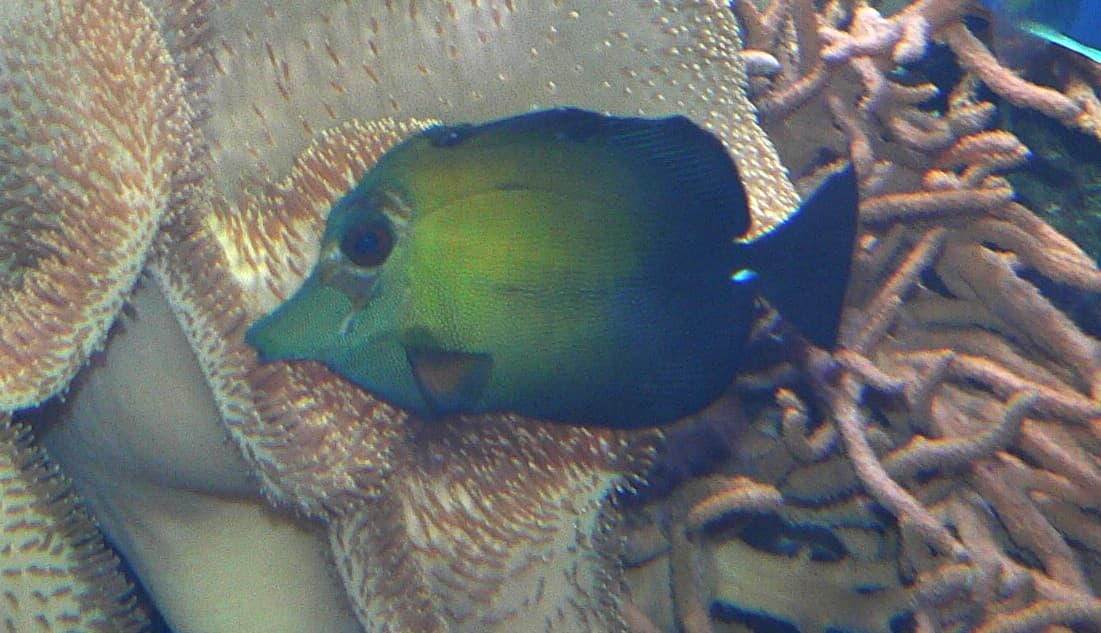 Brown Tang (Zebrasoma scopas)