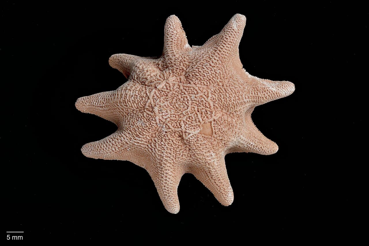 Carpet Sea Star (Meridiastra calcar)