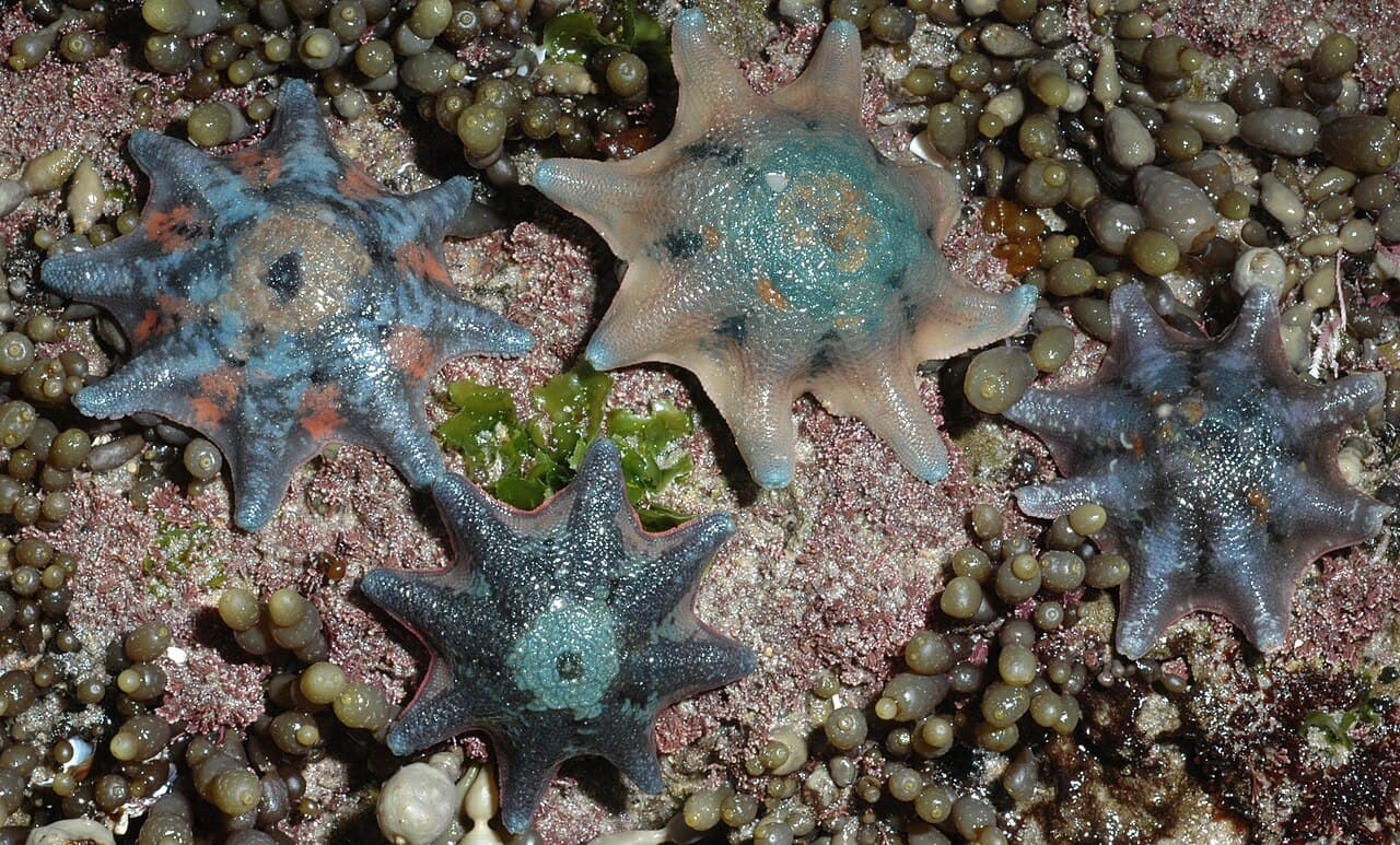Carpet Sea Star (Meridiastra calcar)