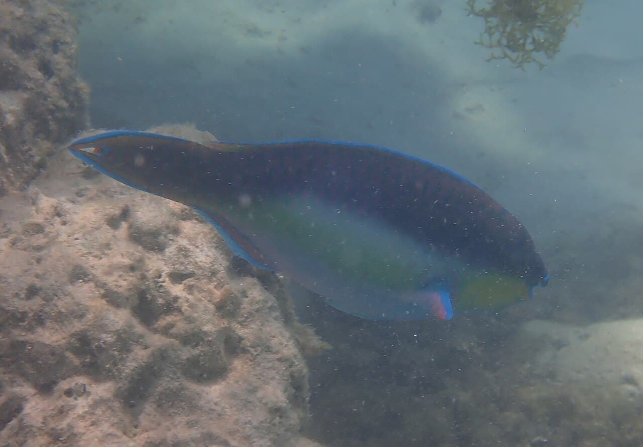 Chameleon Parrotfish (Scarus chameleon)