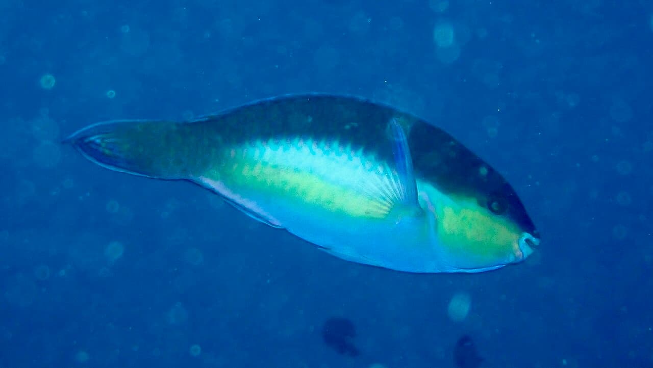 Chameleon Parrotfish (Scarus chameleon)