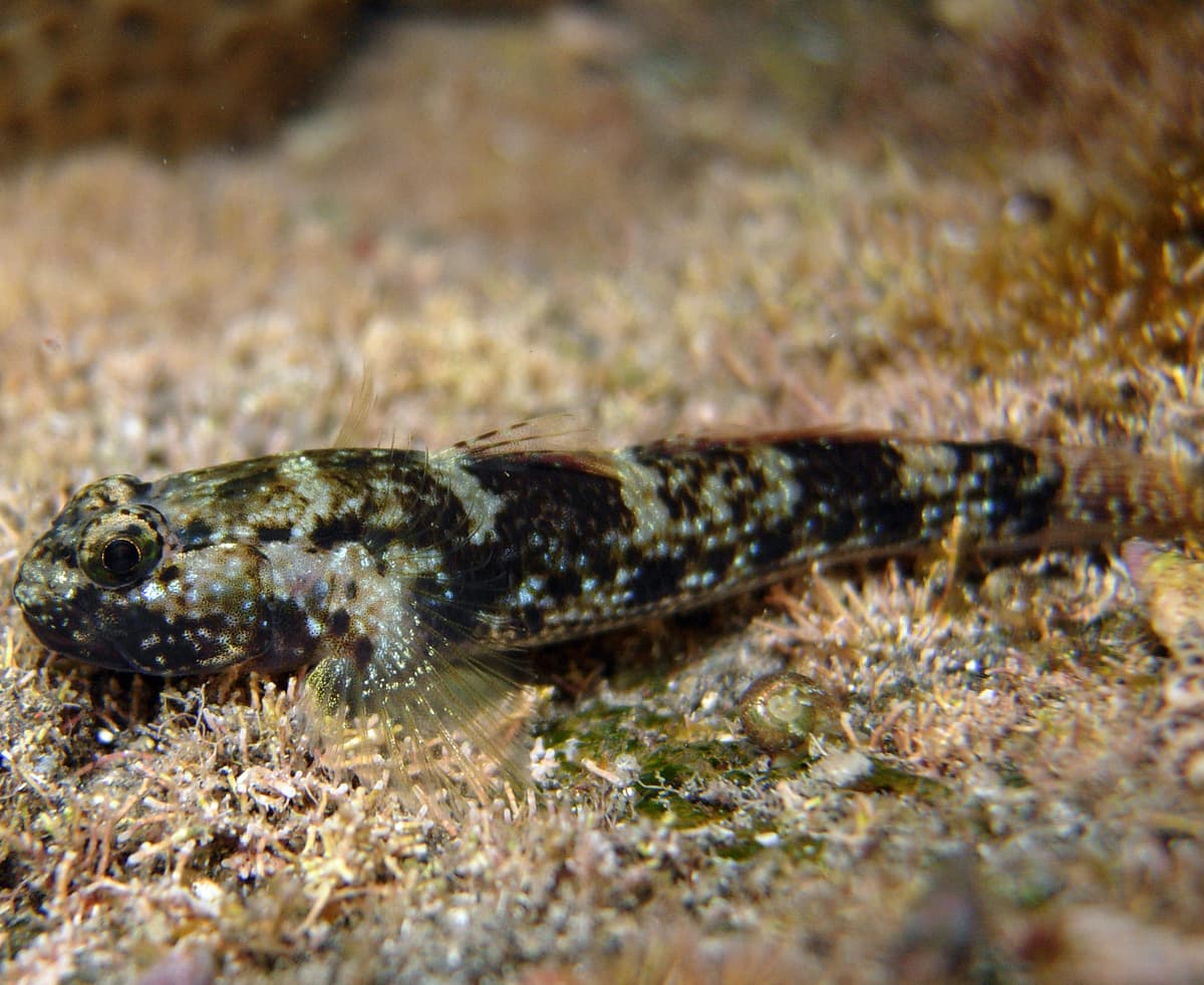 Cocos Frillgoby (Bathygobius cocosensis)