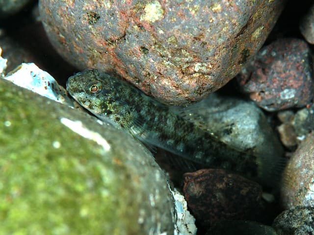 Cocos Frillgoby (Bathygobius cocosensis)