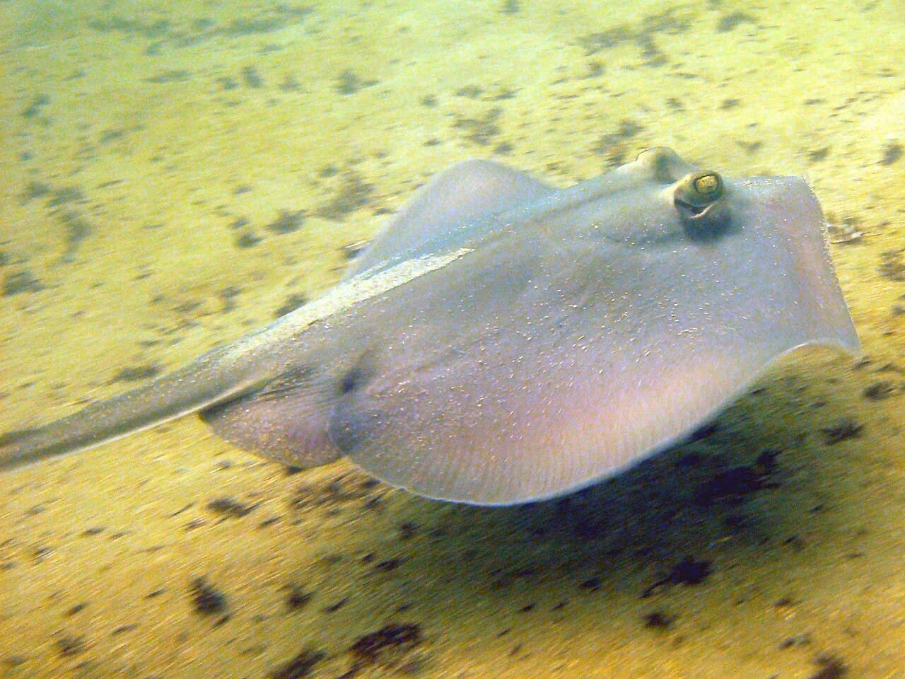 Common Stingaree