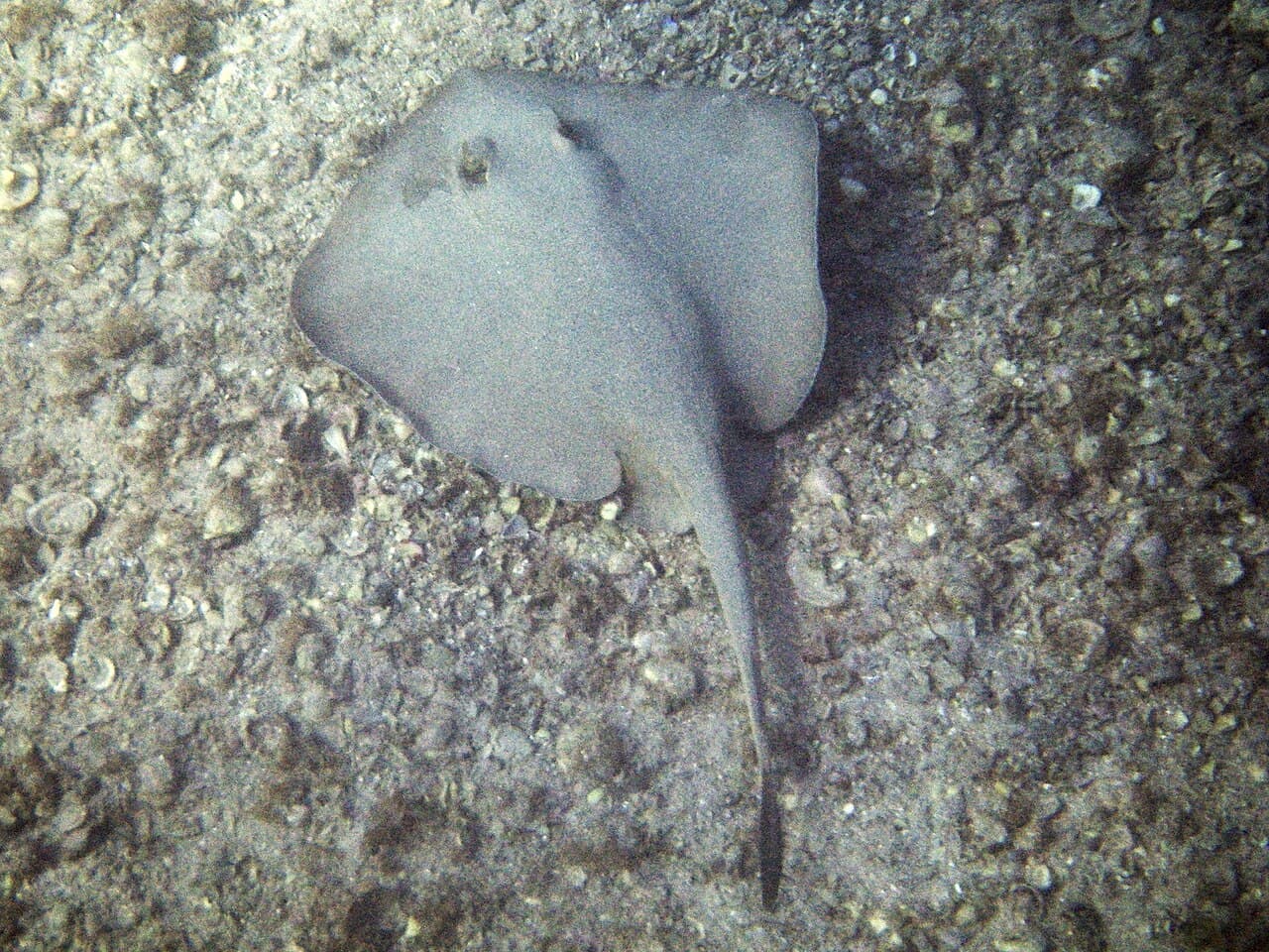 Common Stingaree (Trygonoptera testacea)
