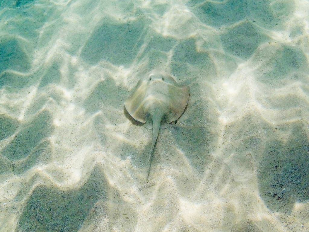 Common Stingaree (Trygonoptera testacea)