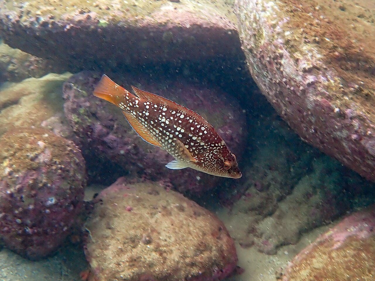 Crimsonband Wrasse
