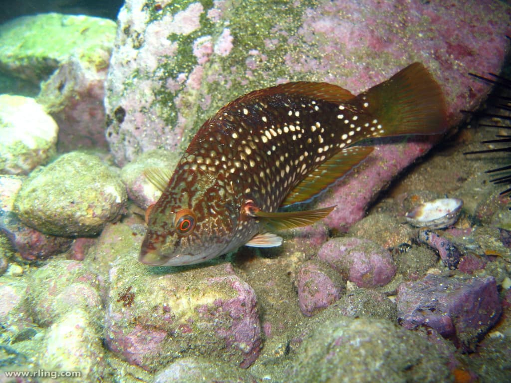 Crimsonband Wrasse (Notolabrus gymnogenis)