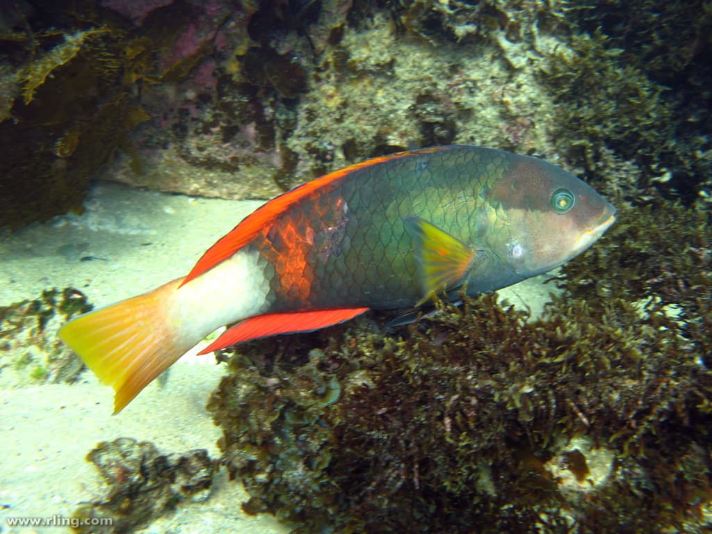 Crimsonband Wrasse (Notolabrus gymnogenis)