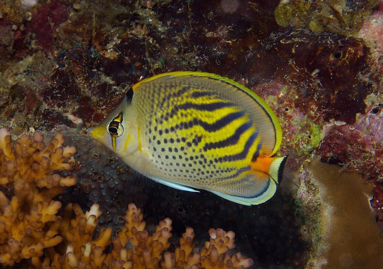 Dot-and-dash Butterflyfish (Chaetodon pelewensis)