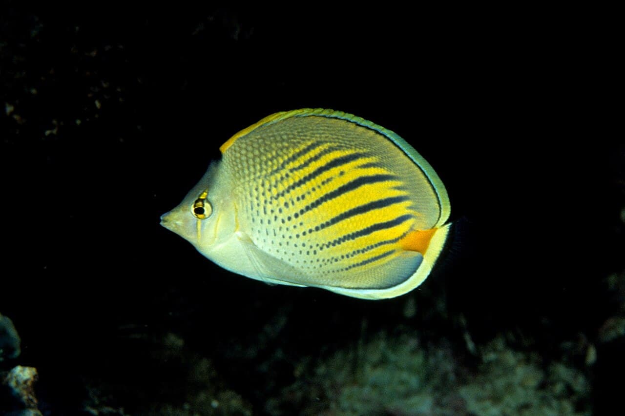 Dot-and-dash Butterflyfish (Chaetodon pelewensis)
