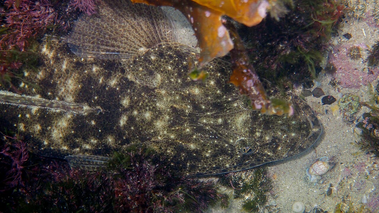 Dusky Flathead