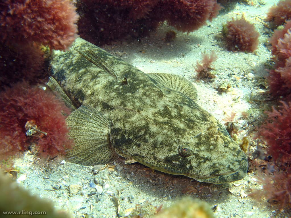 Dusky Flathead (Platycephalus fuscus)