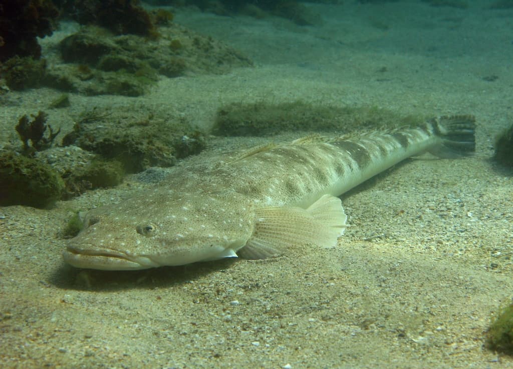 Dusky Flathead (Platycephalus fuscus)