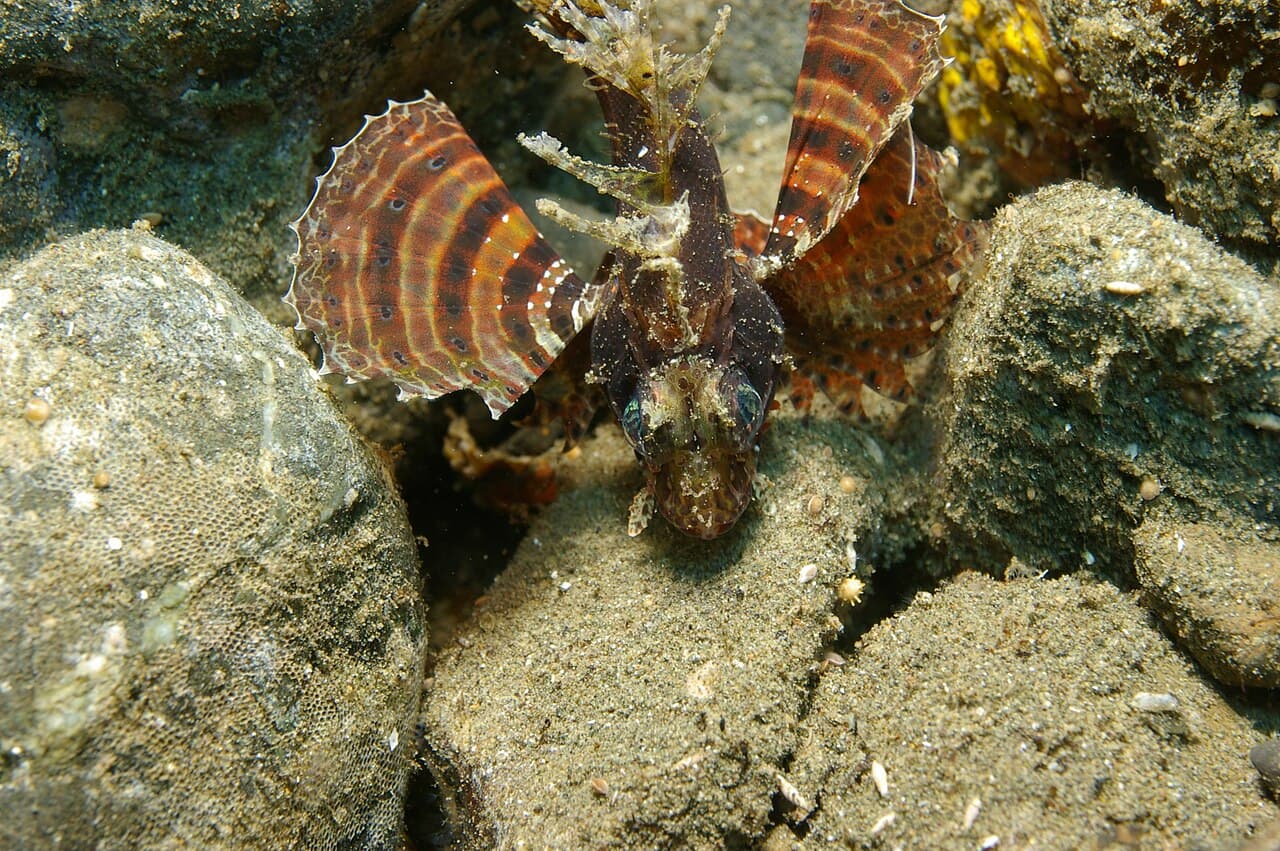 Dwarf Lionfish