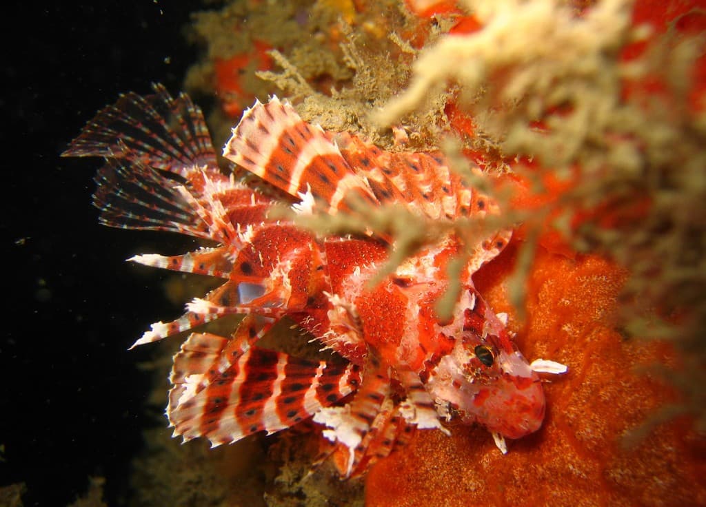 Dwarf Lionfish (Neochirus brachyptera)