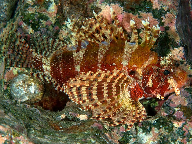 Dwarf Lionfish (Neochirus brachyptera)