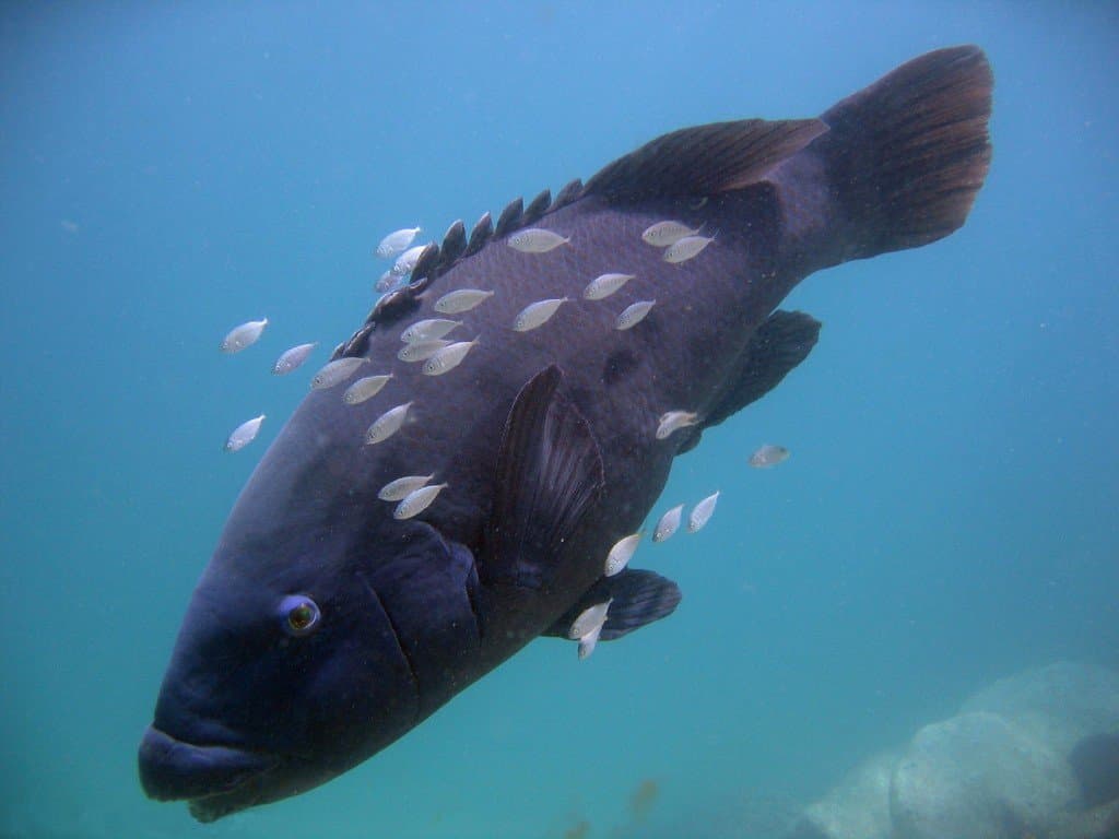Eastern Blue Groper