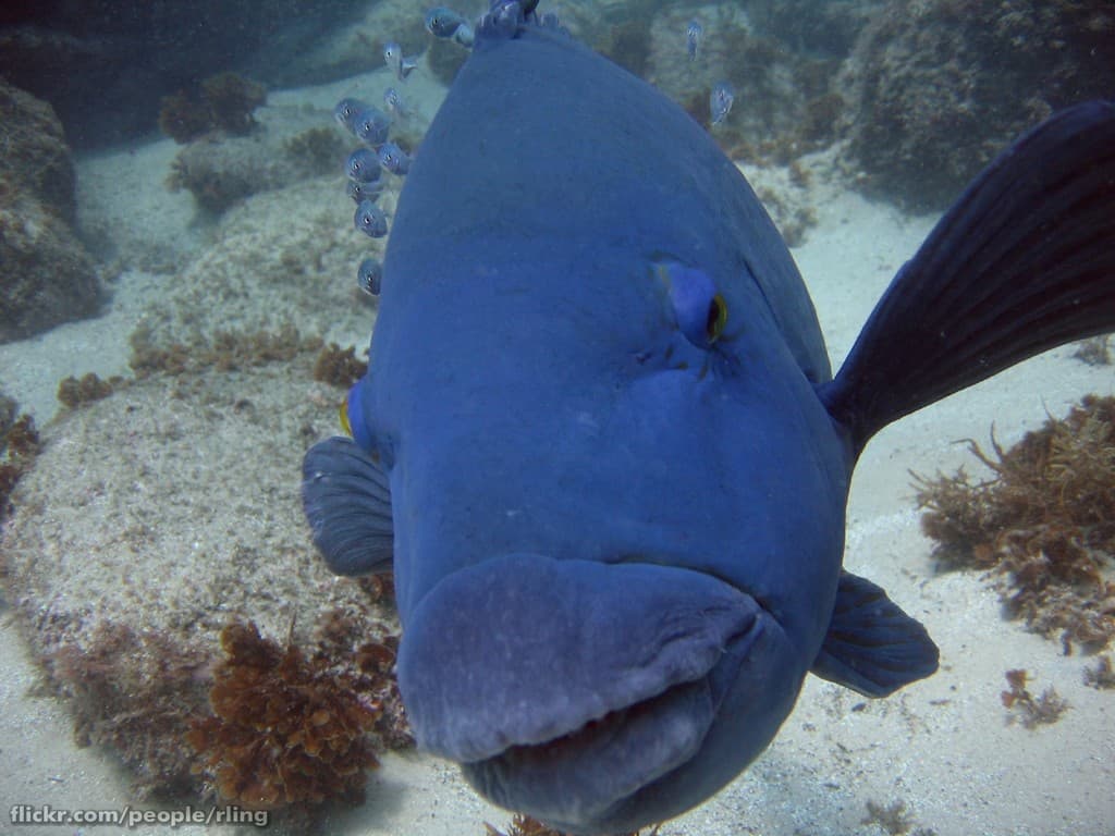Eastern Blue Groper (Achoerodus viridis)