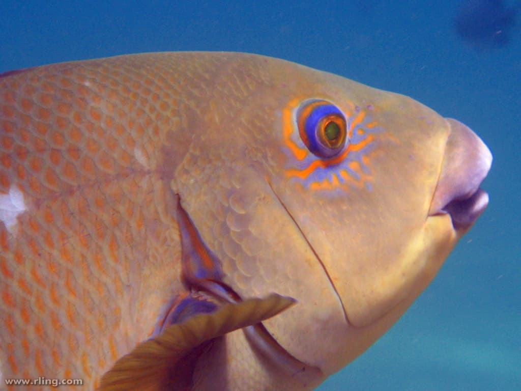 Eastern Blue Groper (Achoerodus viridis)