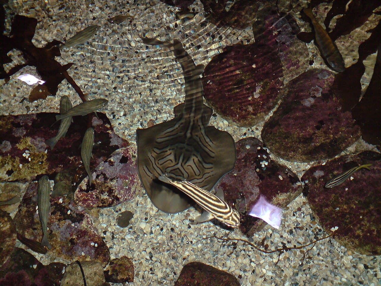 Eastern Fiddler Ray