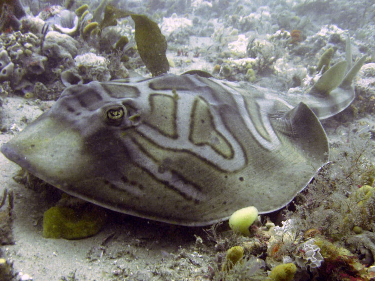 Eastern Fiddler Ray (Trygonorrhina fasciata)